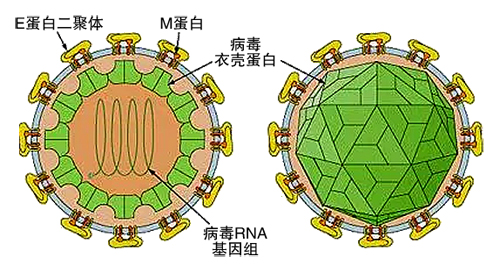 寨卡病毒是什么_欧洲寨卡病毒_非洲寨卡病毒